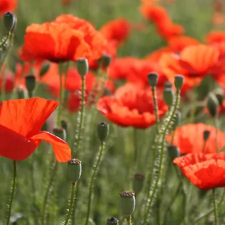 Appartement Les Coquelicots