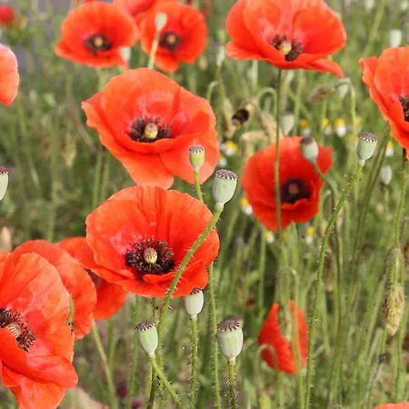 Les Coquelicots